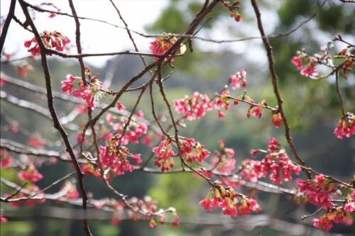 Cherry Blossom Tree 01