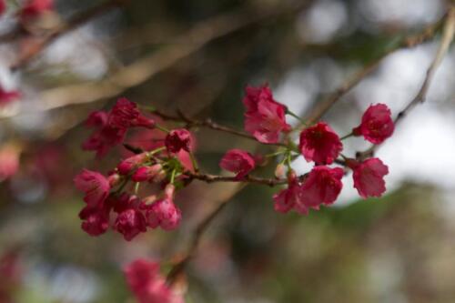 Cherry Blossom Tree 02