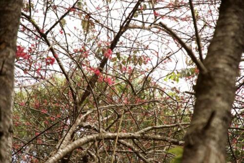 Cherry Blossom Tree 05