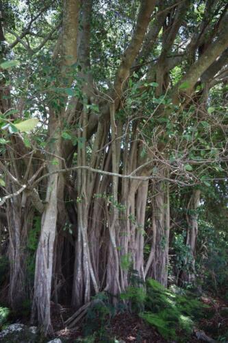 Chinese Banyan 01