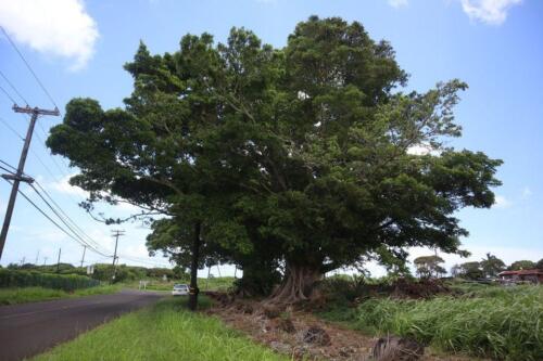 Chinese Banyan 05