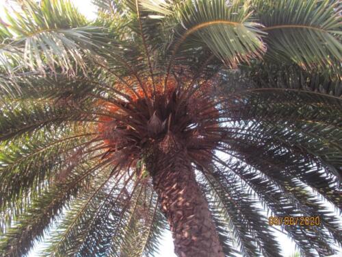 Date Palm 02