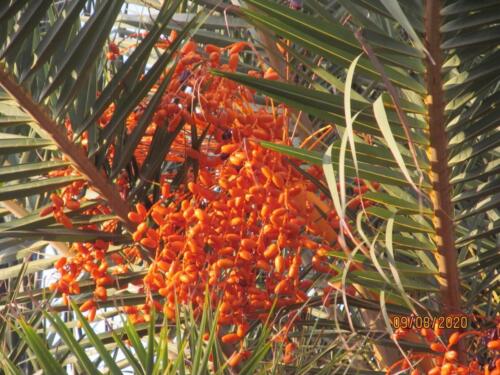 Date Palm 04