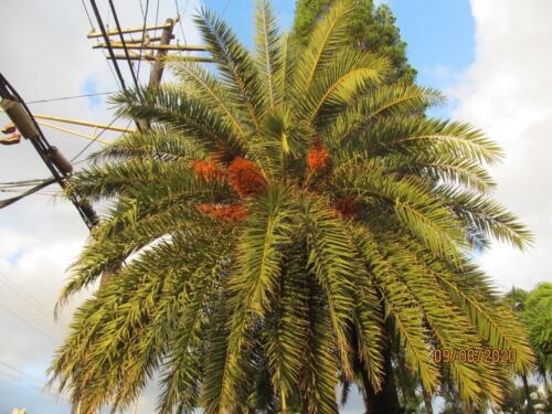 Date Palm 05