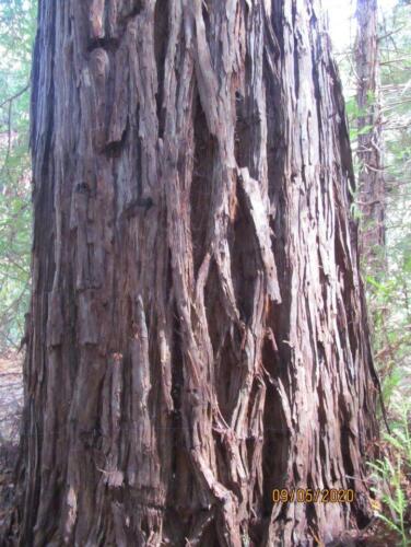 Redwood Tree 01