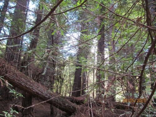 Redwood Tree 02