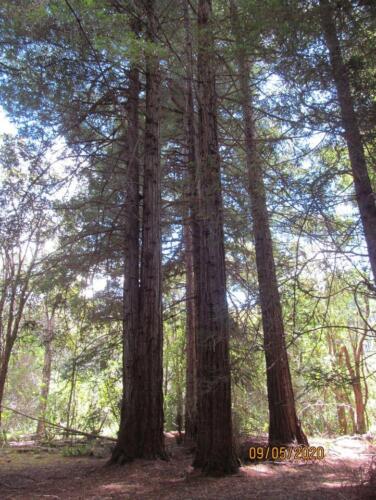 Redwood Tree 05