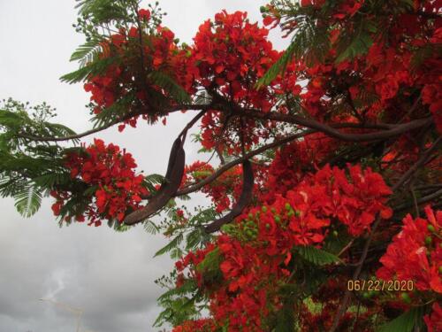 Royal Poinciana 01