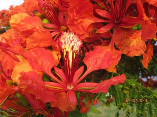 Royal Poinciana 02