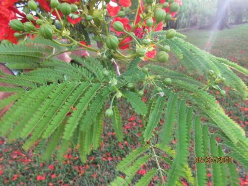 Royal Poinciana 03