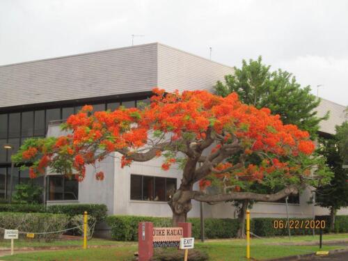 Royal Poinciana 04