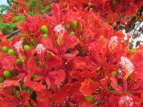 Royal Poinciana 05