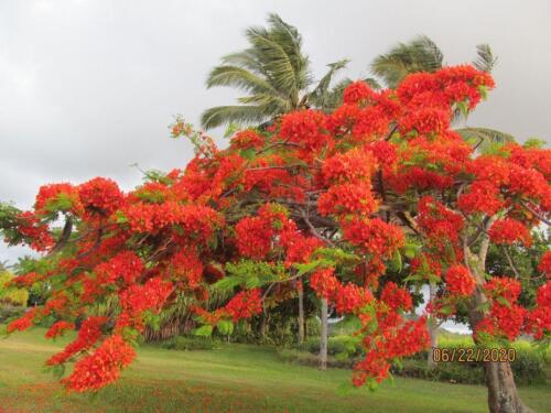 Royal Poinciana 06