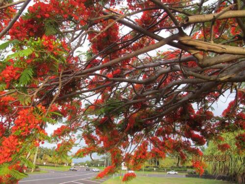 Royal Poinciana 07